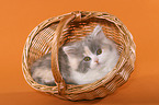 German Longhair Cat