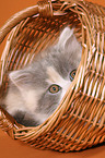 German Longhair Cat
