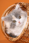 German Longhair Cat
