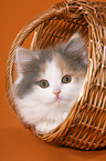 German Longhair Cat
