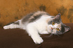 lying German Longhair