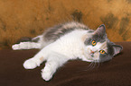 lying German Longhair