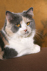 lying German Longhair