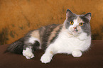 lying German Longhair