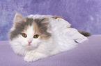 German Longhair Kitten