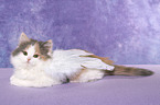 German Longhair Kitten