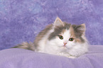 German Longhair Kitten