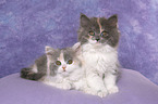 2 German Longhair Kitten