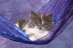 German Longhair Kitten
