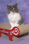 German Longhair Kitten