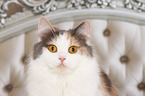 German Longhair Portrait