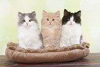 German Longhair Kitten