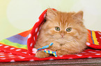 German Longhair Kitten