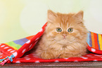 German Longhair Kitten
