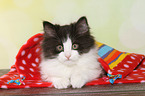 German Longhair Kitten