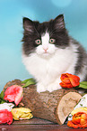 German Longhair Kitten