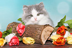 German Longhair Kitten