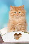 German Longhair Kitten