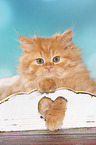 German Longhair Kitten