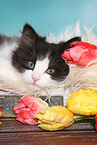 German Longhair Kitten