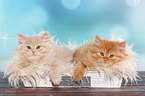 German Longhair Kitten