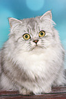 lying German Longhair