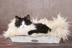 German Longhair Kitten