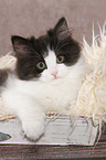 German Longhair Kitten