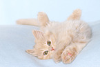 German Longhair Kitten