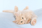 German Longhair Kitten