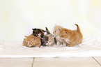 German Longhair Kitten