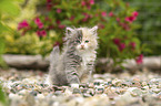 German Longhair Kitten