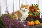 sitting German Longhair