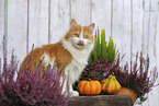 sitting German Longhair