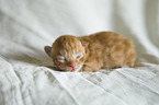 German Longhair Baby