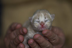 German Longhair Baby