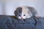 German Longhair Kitten