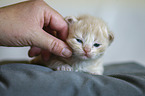 German Longhair Kitten
