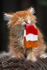 German Longhair kitten