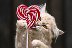 German Longhair kitten