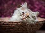 German Longhair kitten
