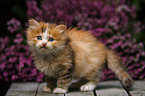 German Longhair kitten