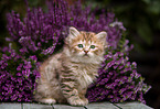 German Longhair kitten
