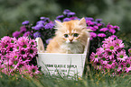 German Longhair kitten
