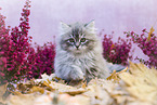 German Longhair Kitten