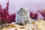 German Longhair Kitten portrait