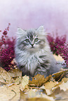 sitting German Longhair Kitten