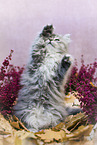 sitting German Longhair Kitten