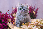 sitting German Longhair Kitten