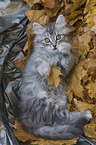 lying German Longhair Kitten